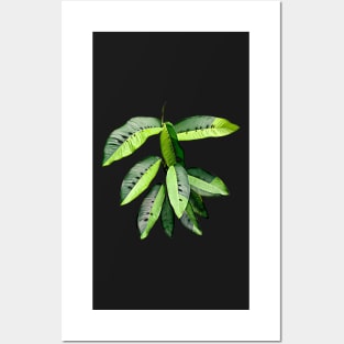 RHAPHIDOPHORA VARIEGATA Posters and Art